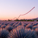 Solana ETFs Log Fifth Straight Day of Inflows After Record-Breaking Surge